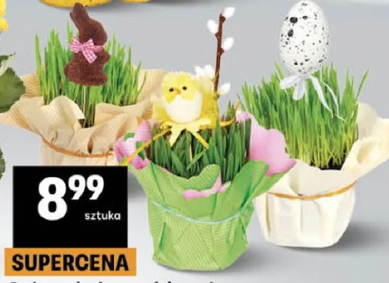 Rzeżucha w doniczce z dekoracją promocja w Delikatesy Centrum