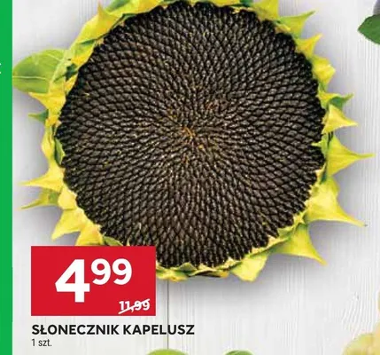 Słonecznik kapelusz promocja w Stokrotka