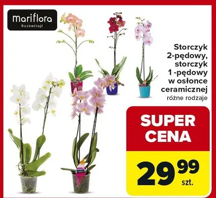 Storczyk 2-pędowy, storczyk 1-pędowy w osłonce ceramicznej różne rodzaje promocja w Carrefour Market