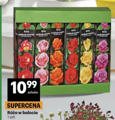 Róża w balocie promocja w Delikatesy Centrum