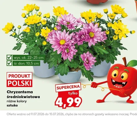 Chryzantema średniokwiatowa promocja w Kaufland