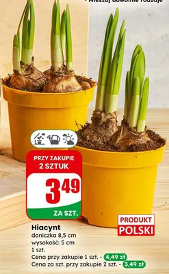 Hiacynt doniczka 8,5 cm  promocja w Dino