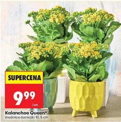 Kalanchoe Queen roślina doniczkowa promocja w Biedronka