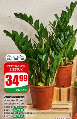 Zamioculcas doniczka 17cm promocja w Dino