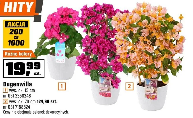 Bugenwilla różne kolory promocja w OBI