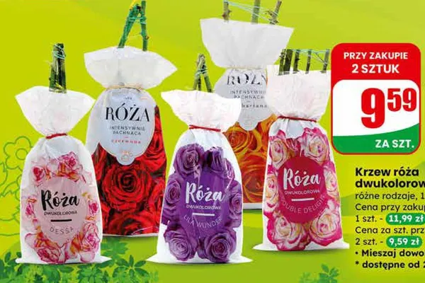 Krzew róża dwukolorowa balot różne rodzaje promocja w Dino