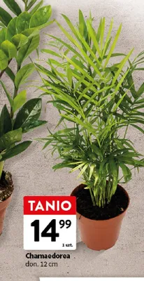 Roślina Chamaedorea don. 12cm promocja w Intermarche