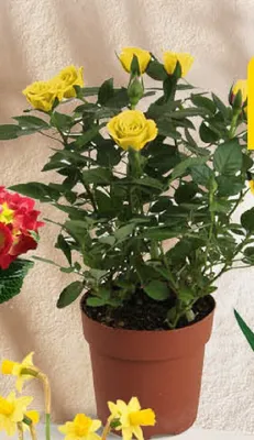 Gazetka, strona 19 promocja w POLOmarket