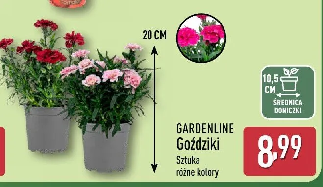 Goździki Gardenline promocja w Aldi