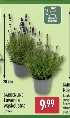 Lawenda wąskolistna Gardenline promocja w Aldi