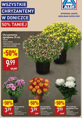 Chryzantema indyjska 12 cm promocja w Aldi
