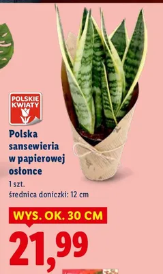 Polska sansewieria w papierowej osłonce promocja w Lidl