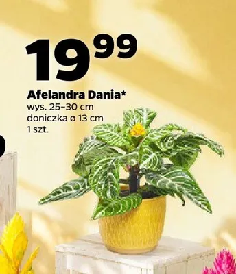Afelandra Dania promocja w Netto