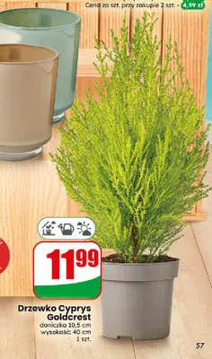 Drzewko Cyprys Goldcrest promocja w Dino