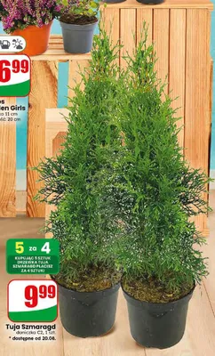 Tuja Szmaragd promocja w Dino