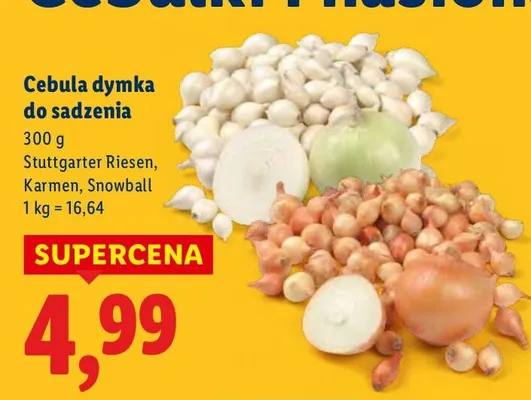 Cebula dymka do sadzenia promocja w Lidl