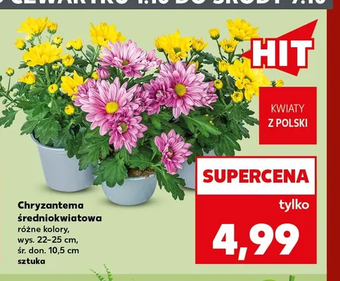 Chryzantema średniokwiatowa różne kolory wys. 22-25 cm śr. don. 10,5 promocja w Kaufland