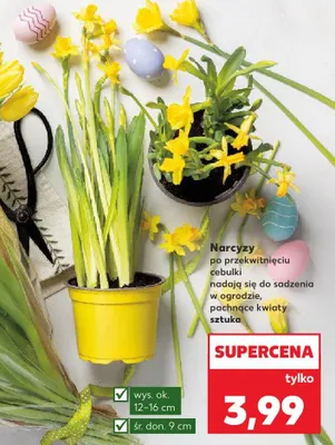 Narcyzy sztuka Kaufland promocja w Kaufland