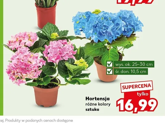 Hortensja promocja w Kaufland