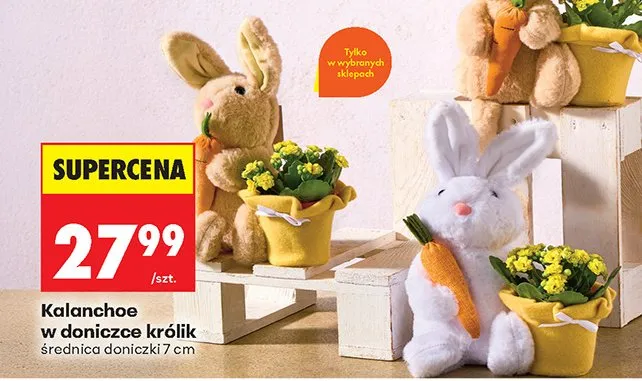 Kalanchoe w doniczce królik promocja w Biedronka