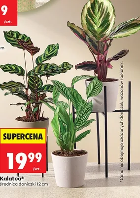 Kalatea średnica 12 cm promocja w Biedronka