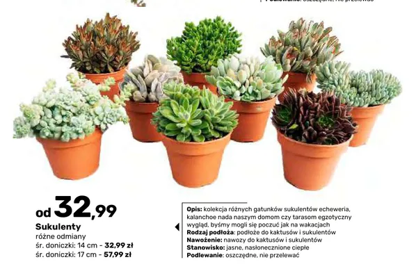 Sukulenty śr. doniczki 14 cm promocja w Bricomarche