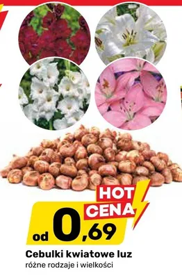 Cebulki kwiatowe luz różne rodzaje i wielkości promocja w Bricomarche