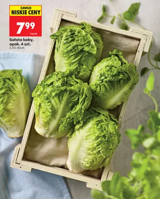 Sałata baby 4-pak promocja w Biedronka