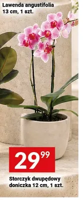Storczyk dwupędowy doniczka 12 cm promocja w Twój Market