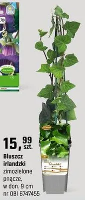 Bluszcz irlandzki zimozieleone pnącze promocja w OBI