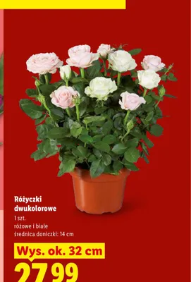 Różyczki dwukolorowe promocja w Lidl
