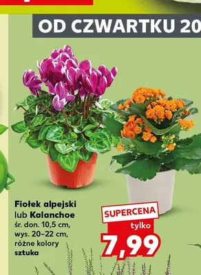 Fiołek alpejski promocja w Kaufland