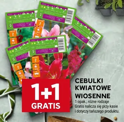 Cebulki kwiatowe wiosenne promocja w Stokrotka
