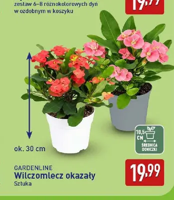Wilczomlecz okazały Gardenline promocja w Aldi