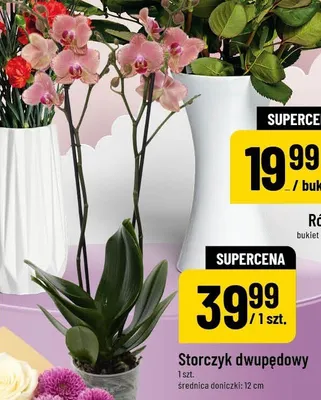 Storczyk dwupędowy promocja w POLOmarket
