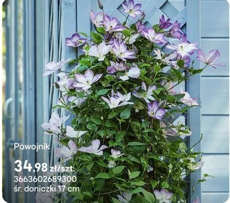 Powojnik promocja w Castorama