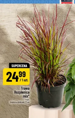 Trawa rozplenica promocja w POLOmarket