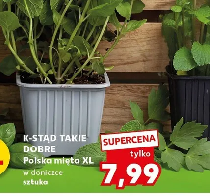 Mięta XL w doniczce sztuka promocja w Kaufland