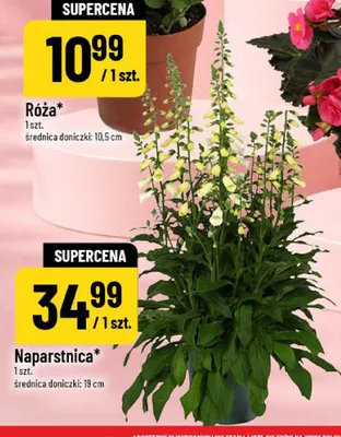 Naparstnica w doniczce promocja w POLOmarket