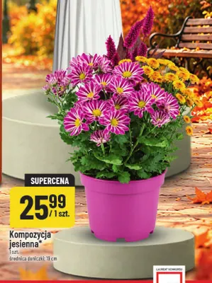 Kompozycja jesienna POLOmarket promocja w POLOmarket