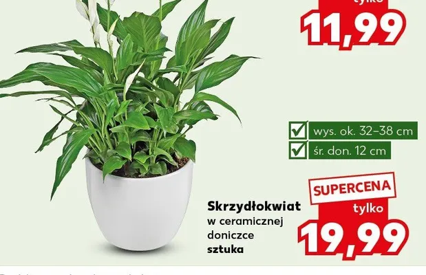 Skrzydłokwiat w ceramicznej doniczce sztuka promocja w Kaufland