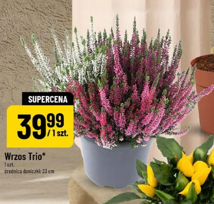 Wrzos Trio promocja w POLOmarket