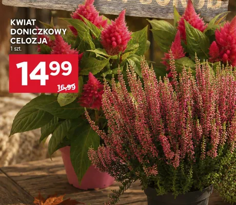 Kwiat doniczkowy Celozja promocja w Stokrotka