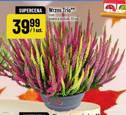 Wrzos Trio promocja w POLOmarket