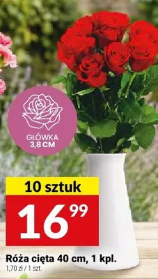 Róża cięta 40cm promocja w Twój Market