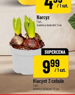 Hiacynt 3 cebule promocja w POLOmarket