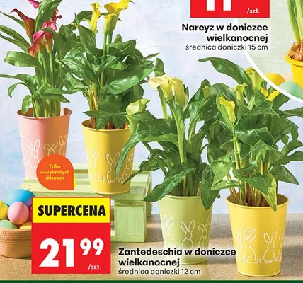 Zantedeschia w doniczce wielkanocnej promocja w Biedronka