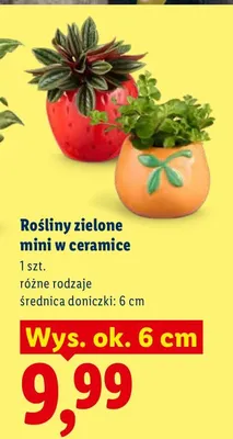 Rośliny zielone mini w ceramice promocja w Lidl