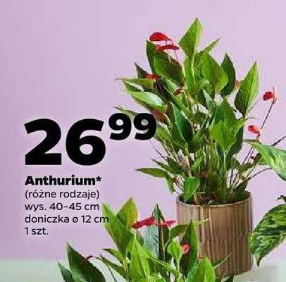 Anthurium (różne rodzaje) promocja w Netto