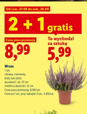 Wrzos promocja w Lidl